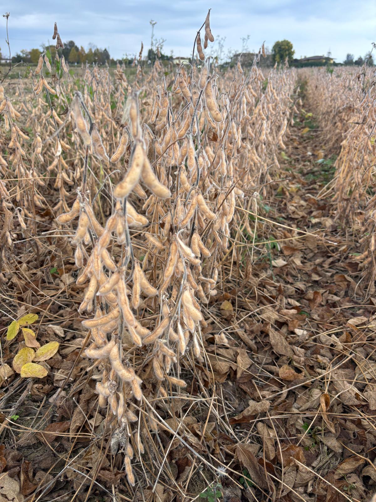 Soia in maturazione