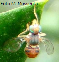 Mosca dell’olivo