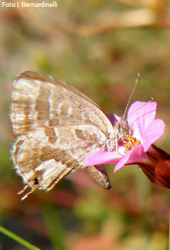 Licenide del geranio