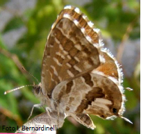 Licenide del geranio