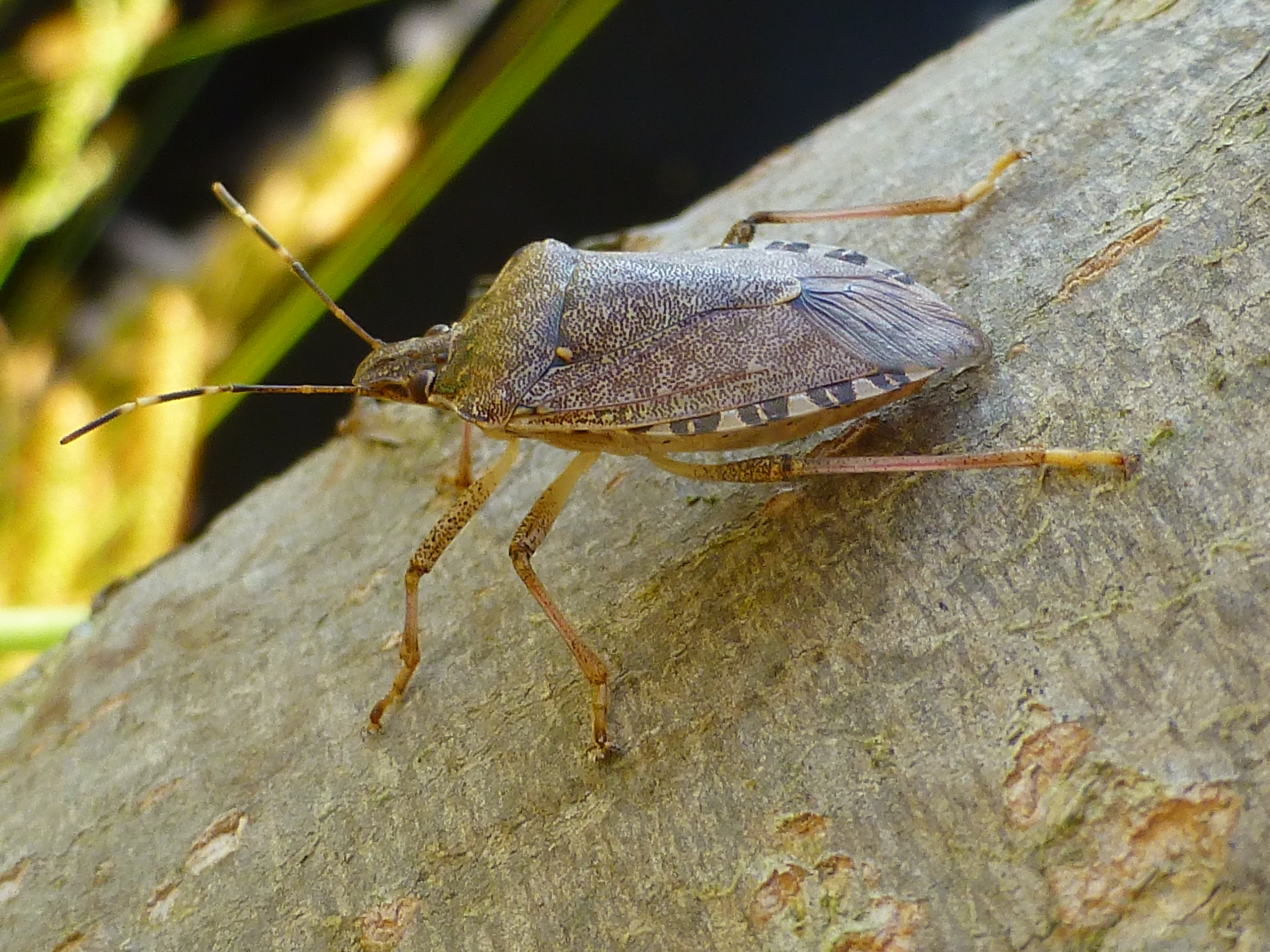 Adulto di Halyomorpha halys