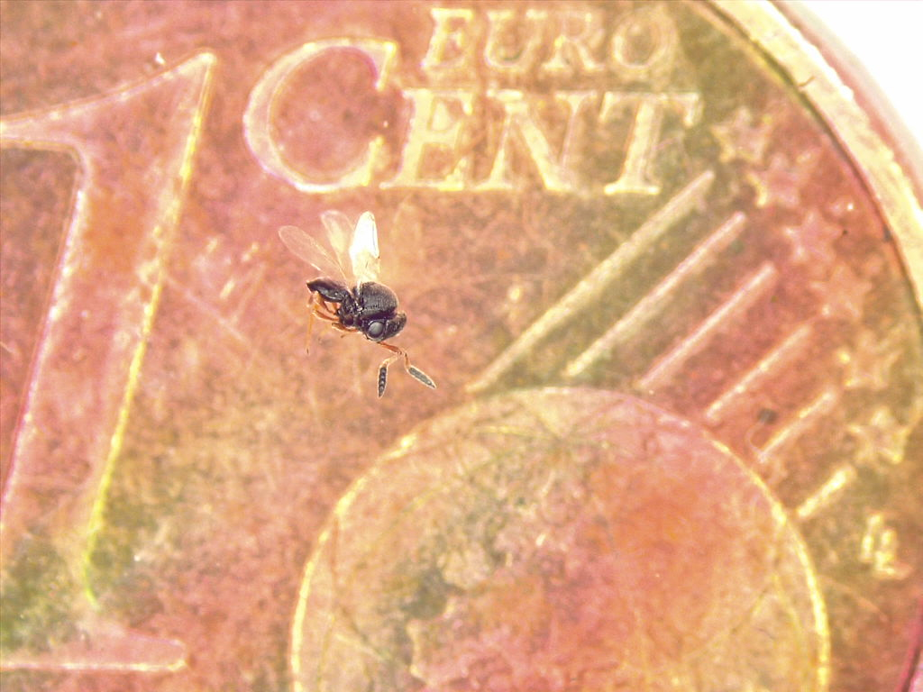 Trissolcus mitsukurii: una delle vespe samurai, come Trissolcus japonicus, rilevato per la prima volta in FVG nel 2018. Dimensioni reali su una moneta da 1 centesimo.