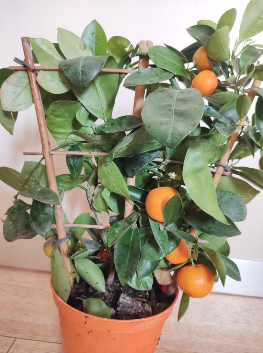 Calamondino