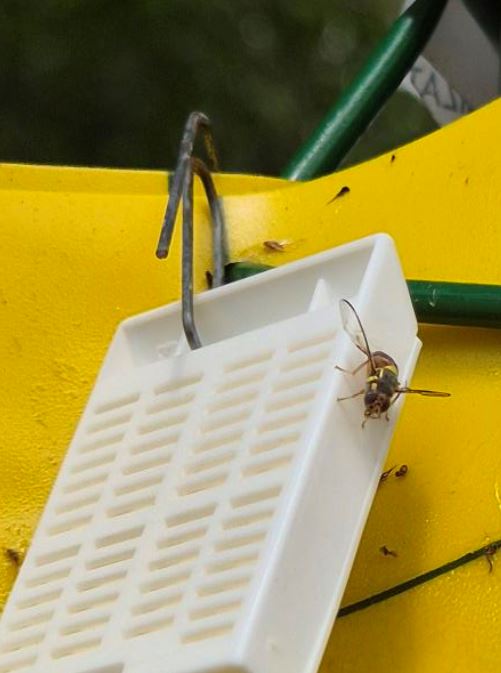 Bactrocera dorsalis - MOSCA ORIENTALE DELLA FRUTTA
