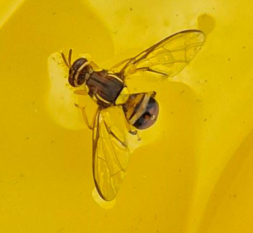 Bactrocera dorsalis