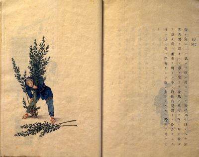 Tratto da: Nihon Koyu no yosan KiKi shiyosetsu - La guida per l'uso degli attrezzi tradizionali di bachicoltura in Giappone di Nagaatsu Sasaki 