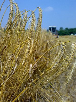 orzo da biomassa 2013