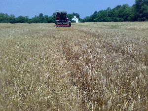 campo orzo da biomassa 2013