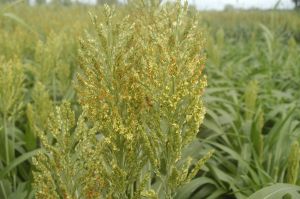 panicolo di sorgo da granella inizio fioritura