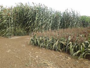 sorgo da foraggio e sorgo da granella