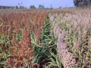 sorgo da granella raccolta