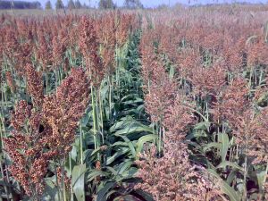 sorgo da granella raccolta