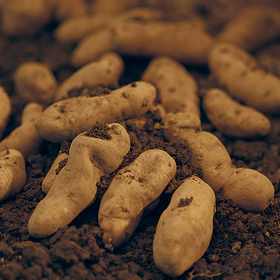 Patatis cojonariis, patatis di vidiel, cartufulis cojonariis, patate colonarie, patate topo. Limitate quantità di Patatis cojonariis si producono in diverse località friulane sia della pianura e della collina (anfiteatro morenico) sia della montagna. Sono sicuramente interessate da questa tradizionale produzione le province di Udine, Pordenone e Gorizia. Limitati quantitativi sono messi in vendita durante la annuale “Mostra Mercato Regionale della Patata” di Ribis di Reana del Rojale (UD) a fine settembre-primi di ottobre. Saltuariamente piccole partite compaiono sulle bancarelle di Piazza S. Giacomo a Udine, in alcuni piccoli negozi di frutta e verdura di Udine, nonché sulle bancarelle del Mercatino in Piazza del Duomo a San Daniele del Friuli (UD). I prezzi di vendita del prodotto sono relativamente elevati (5-8 volte superiori a quelli delle altre patate “normali”).