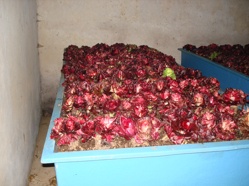 Radicchio rosa di Sacile 