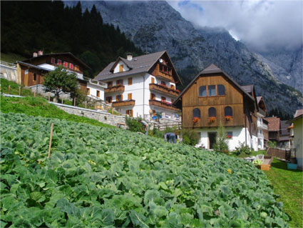 Cavolo cappuccio di Collina di Forni Avoltri