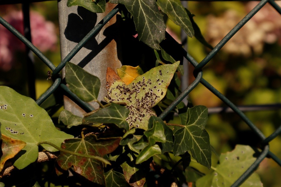 L’ALEURODIDE SPINOSO (Aleurocanthus spiniferus) 