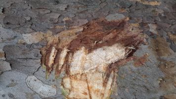 Cancro colorato del platano, sintomi visibili sotto la corteccia
