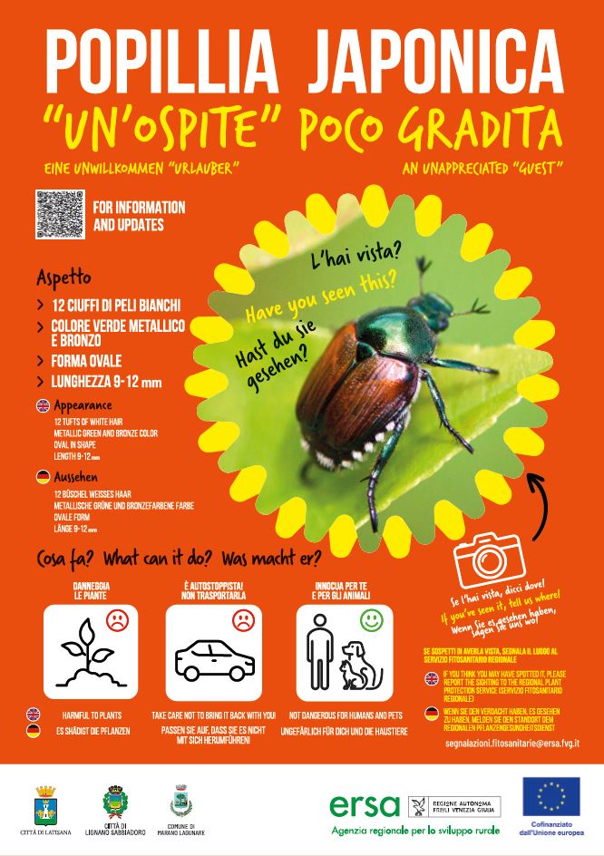 Popillia japonica